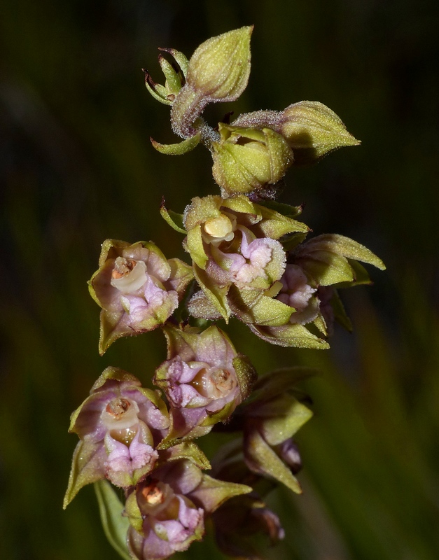 Le belle Epipactis sulle praterie di Campo Imperatore (AQ)  luglio 2025.